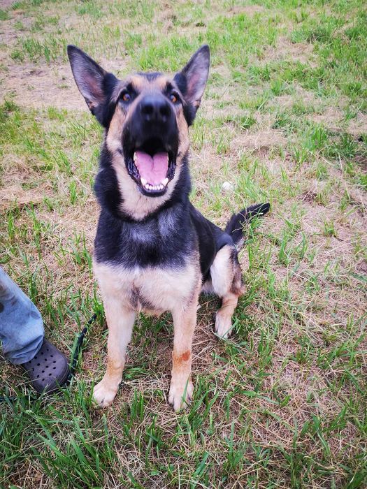 NIKI szuka domu. Pokochaj na zawsze