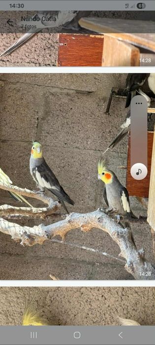 Tenho caturra canários  periquitos