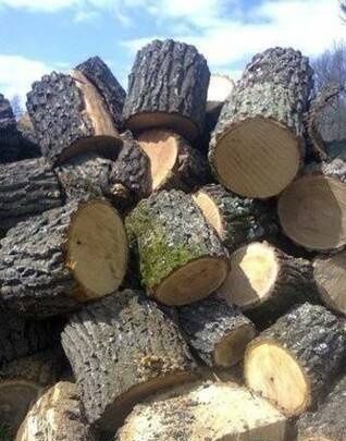 Продам дрова дубовые