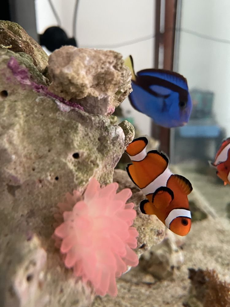 Casal peixe palhaço - Ocellaris
