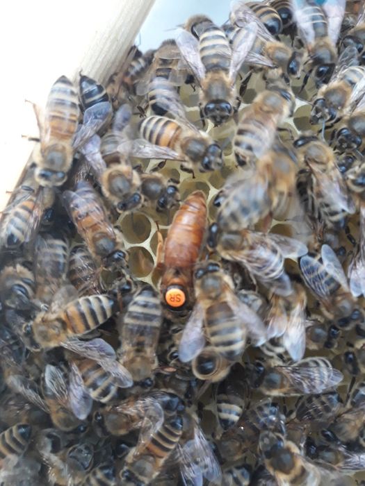 Matka pszczela Czerwiąca Buckfast Royal, ML, oraz od Petera Stöfena.