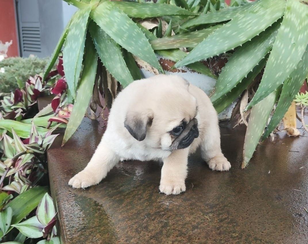 Pug carlin com Lop
