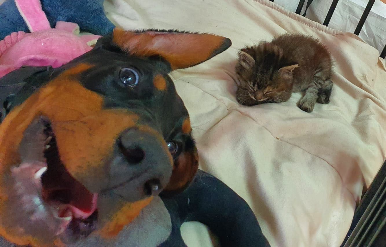 Dobermann Fêmea disponível