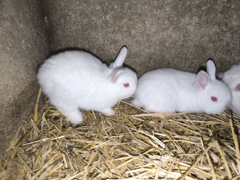 Coelhos anões 10