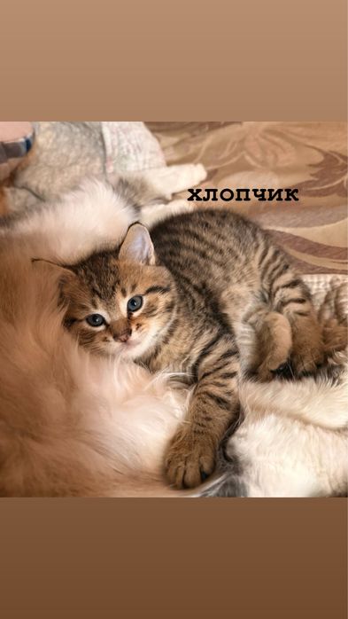 Продається кошеня