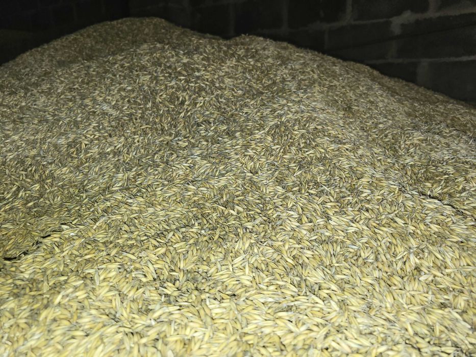 Sprzedam owies  2025