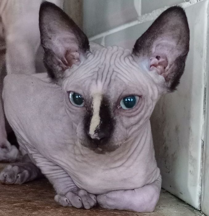 Продам кошеня канадського сфінкса