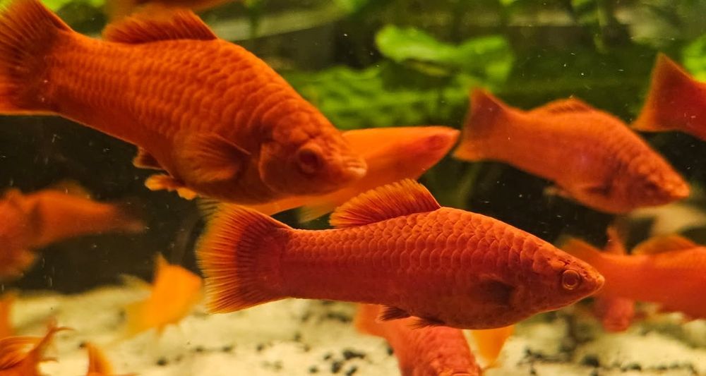 Albino Red standard, delta, lira/welon