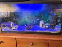 Aquario 120 litros