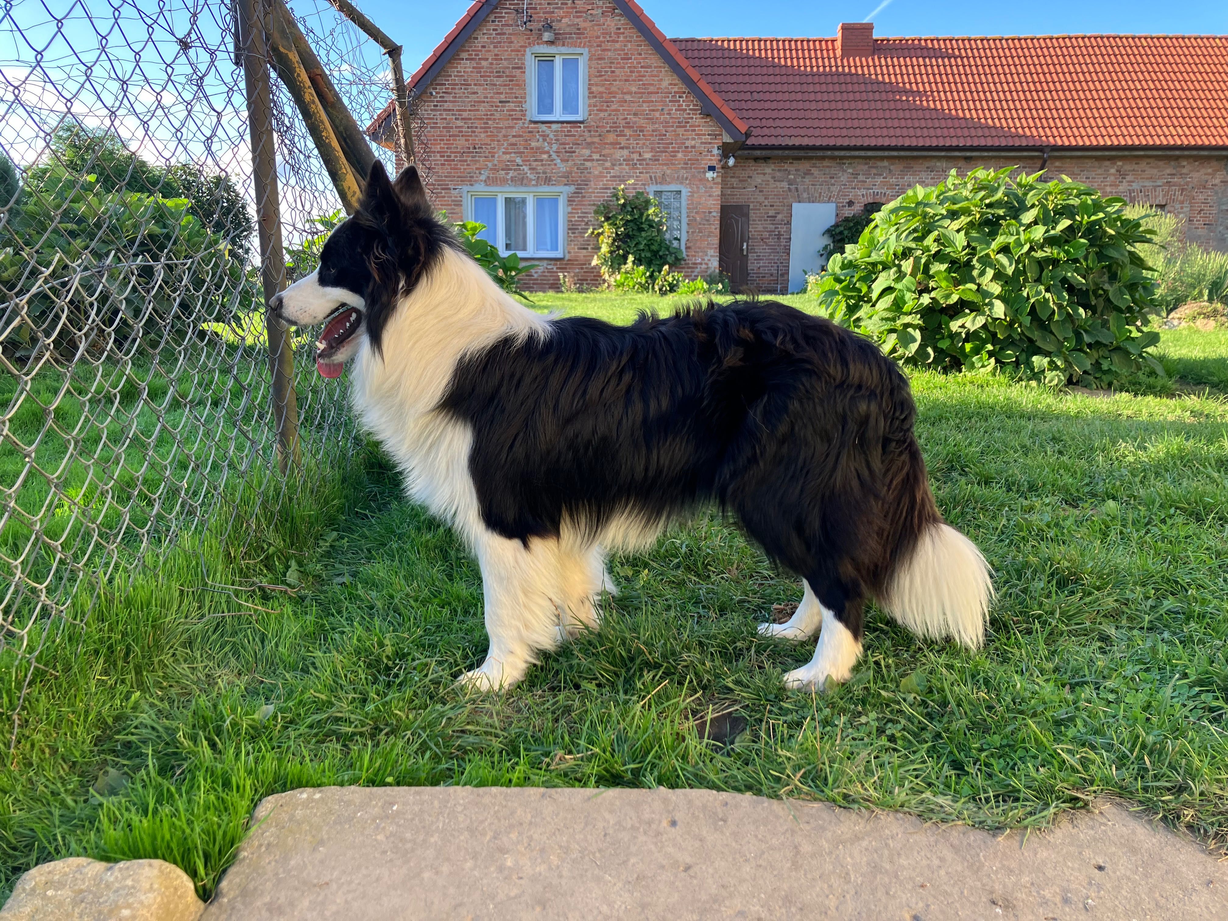 Border collie  Szczeniaki