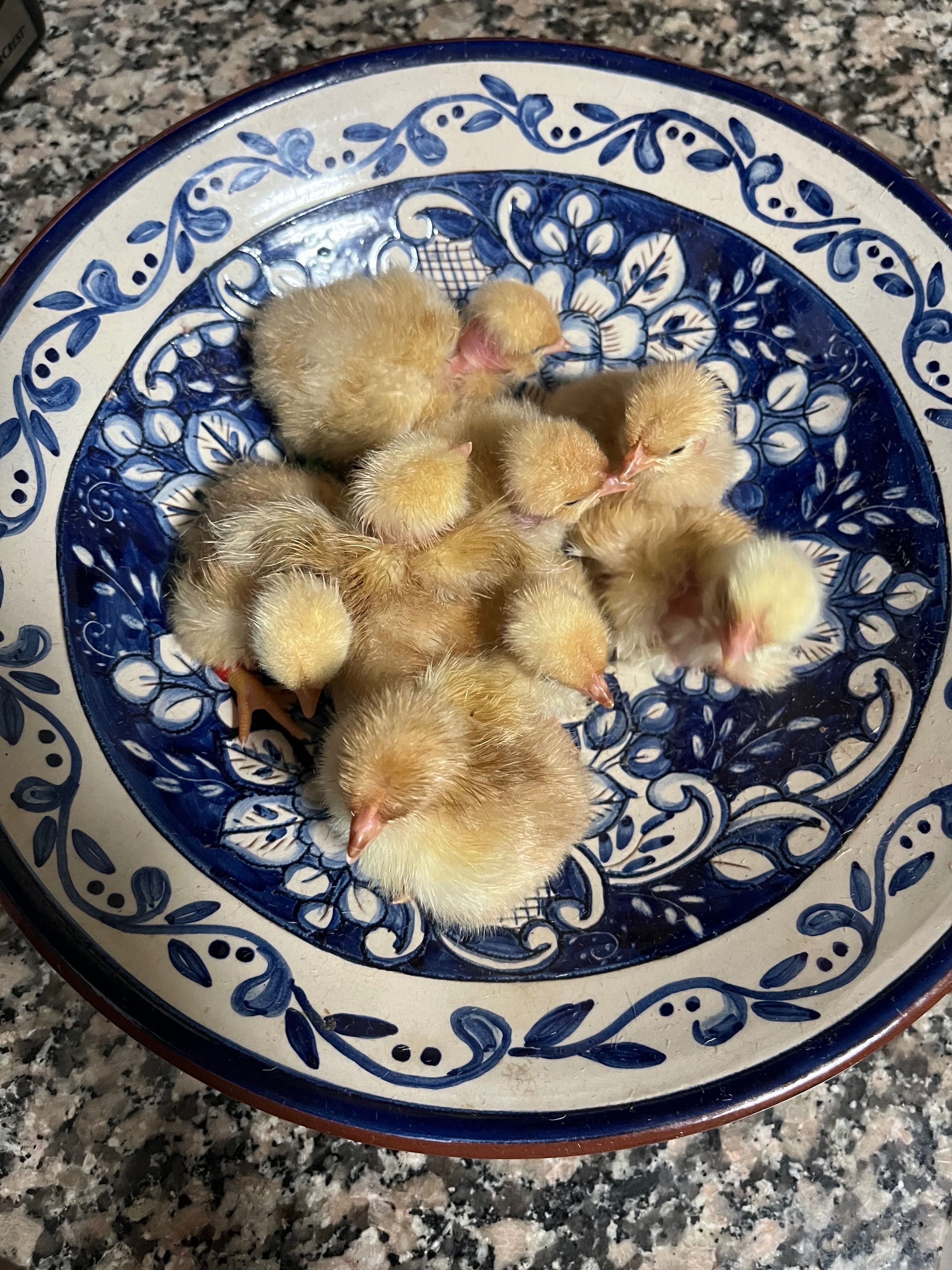 Pintos de Raça Branca Portuguesa