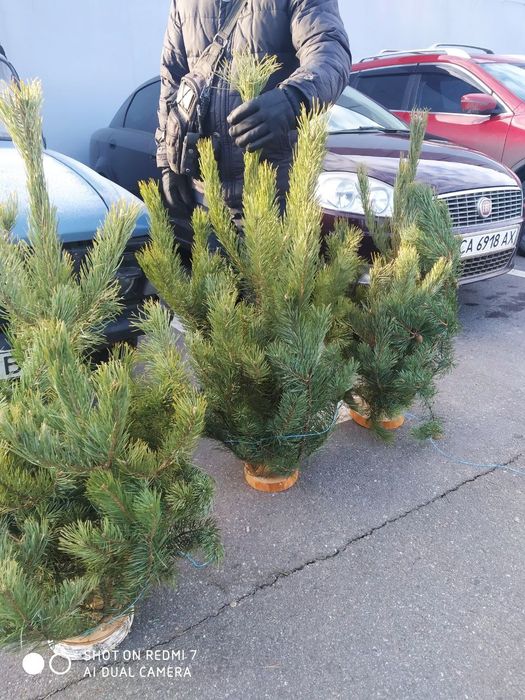 Новогодний экибан из сосны