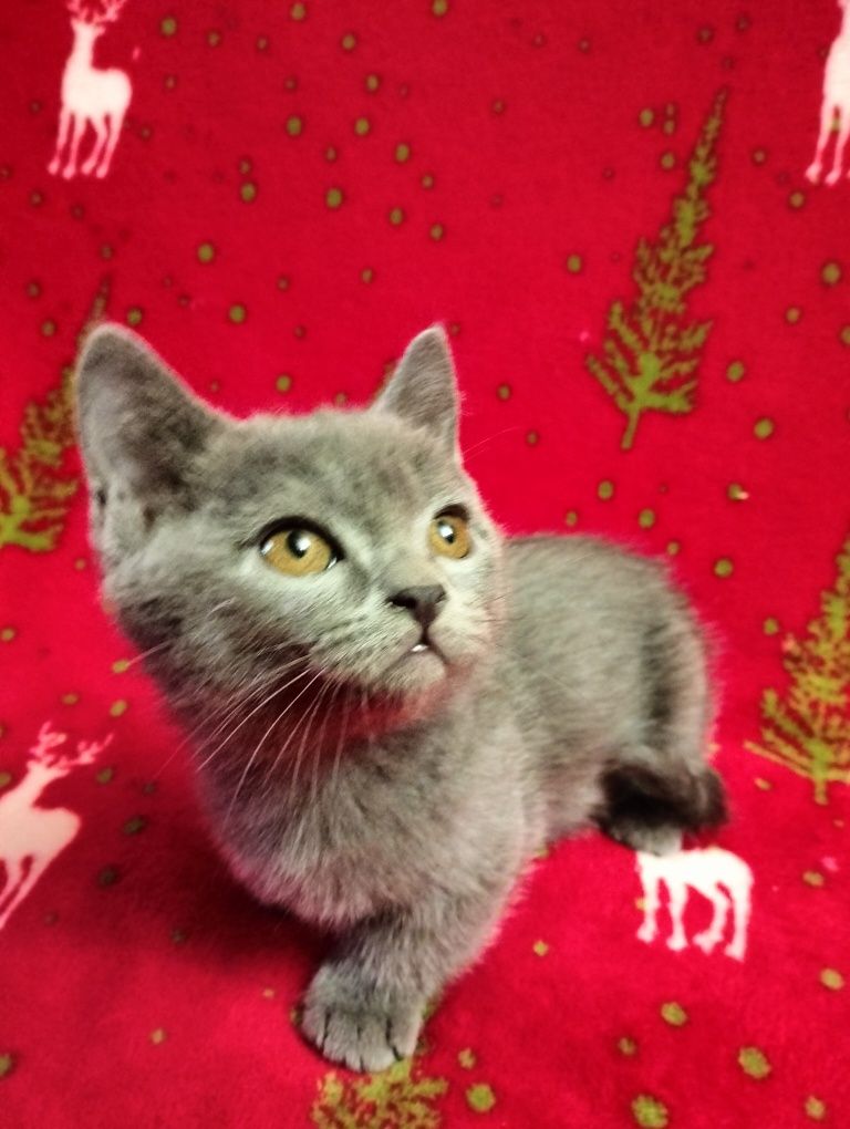 Котята породы Манчкин