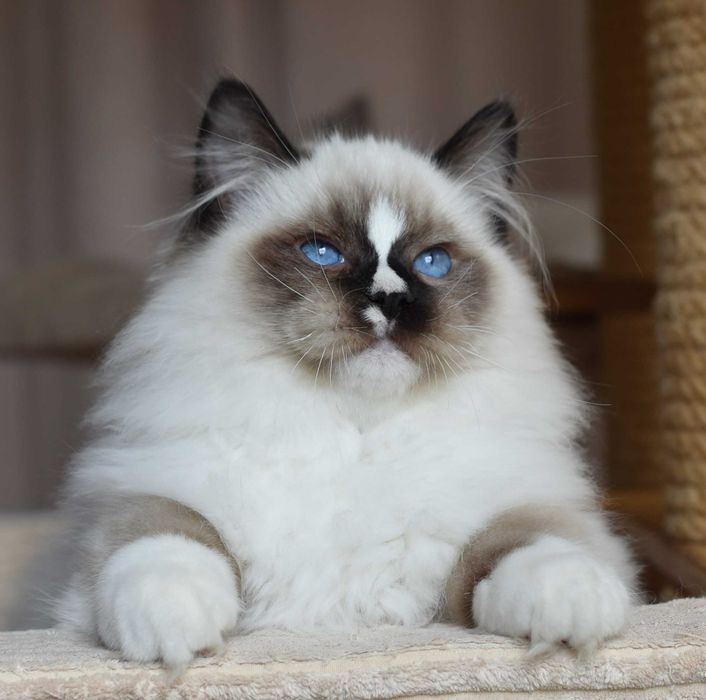 Kocurek Ragdoll gotowy do zmiany domku