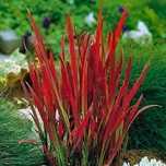 Imperata cylindrica Red Baron
