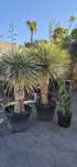 Yucca rostrata.  Palma mrozoodporna.  Juka. Trachycarpus fortunei
