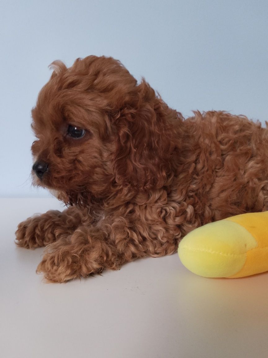 Cavapoo F1 piesek