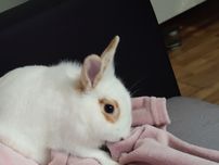 Królik miniaturka