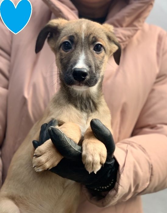 Щенки - подростки в добрые руки