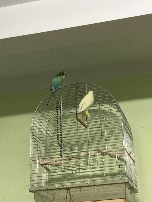 papugi mlode z tego roku