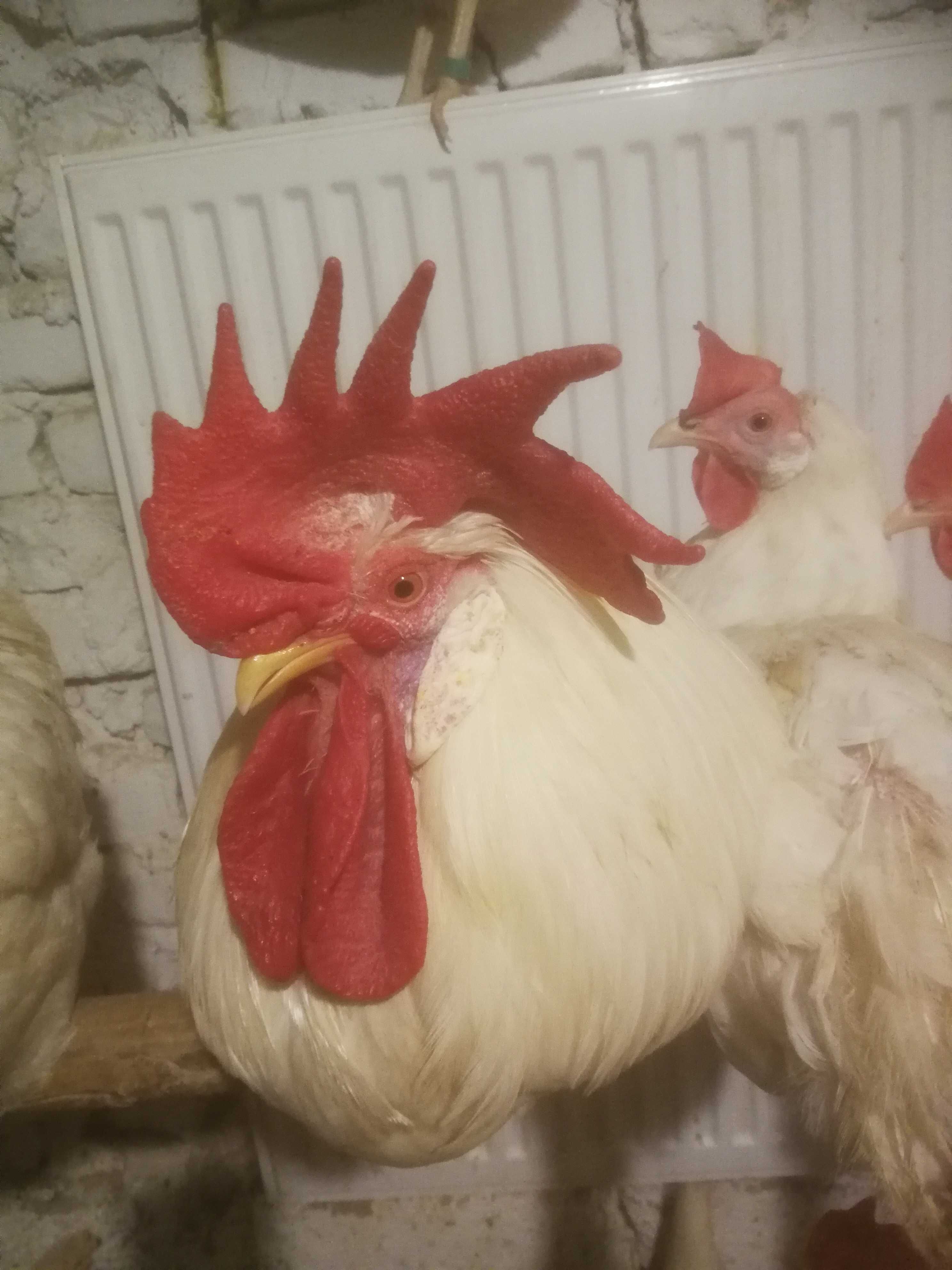 Jaja, jajka legowe od kur Leghorn możliwa Wysyłka!!!