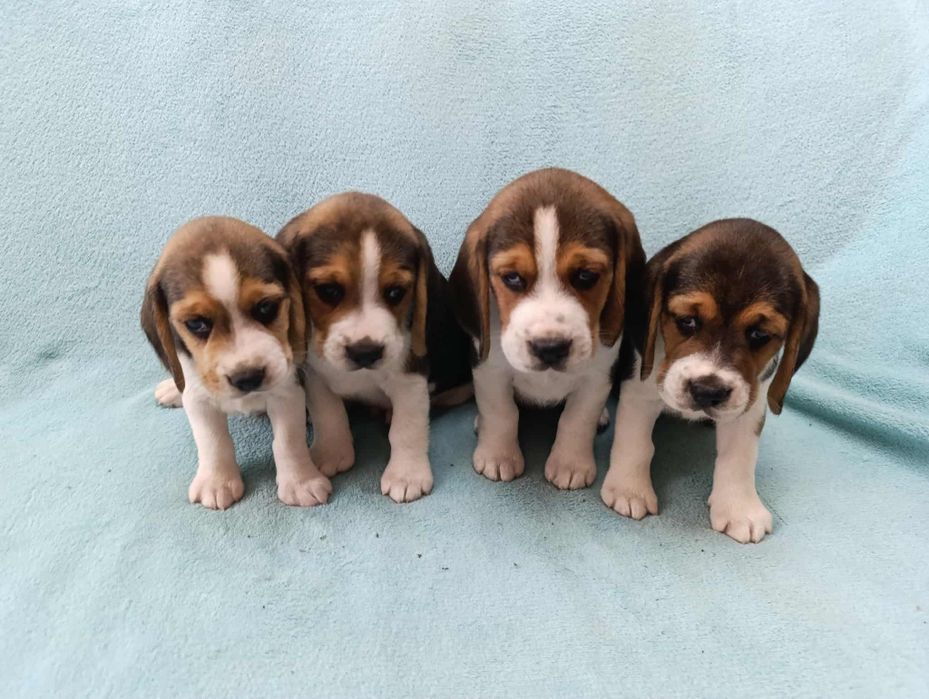 Beagle szczeniaki- pieski