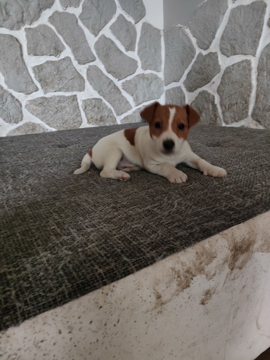 Jack Russell terrier piesek