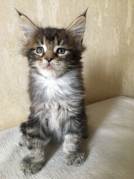 Кот пятно на серебре приглашает невест.