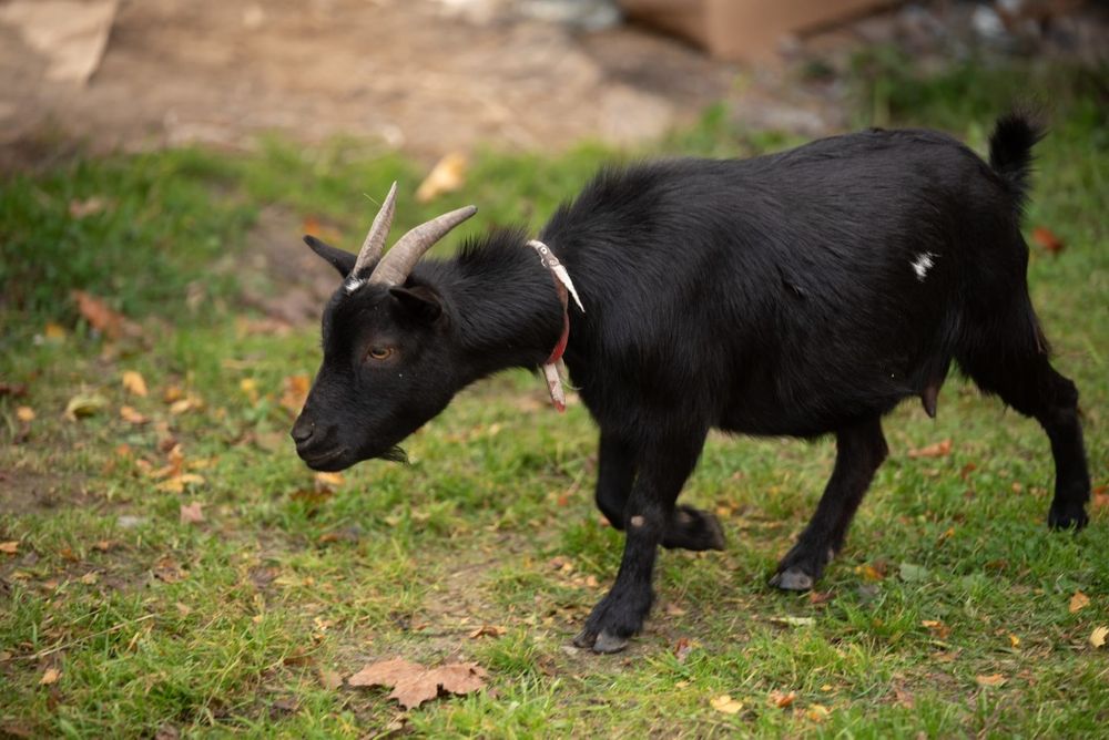 Kozka koza miniatura Błyskawica przyjazna