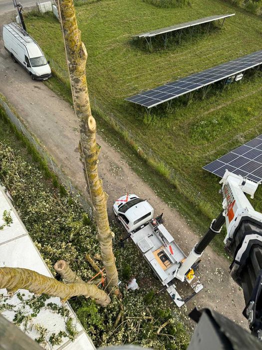 Wycinka przycinka korekta pielęgnacja drzew trudnych podnośnik koszowy