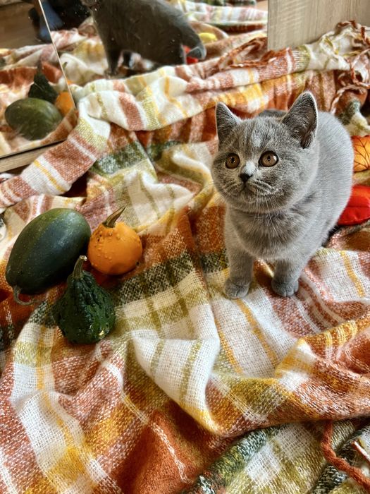 Kocur brytyjski, kot brytyjski, kotek brytyjski, brytyjczyk