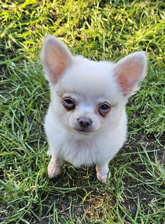Sliczny Puchaty Piesek Chihuahua