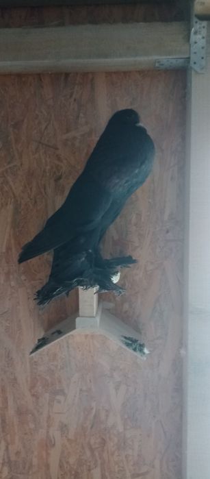 Garłacze pomorskie samica 2024r