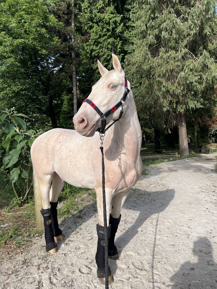 Cavalo com experiência