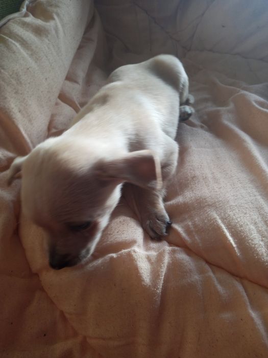 Oddam pieski w dobre rece