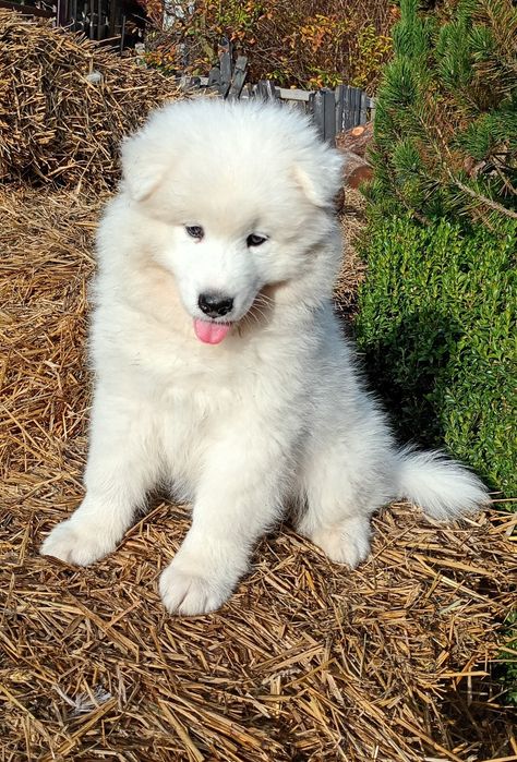 Szczeniak Samoyed
