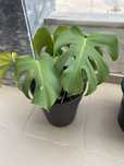 Plantas Naturais- Monstera, pinheiro, dracena, cacto