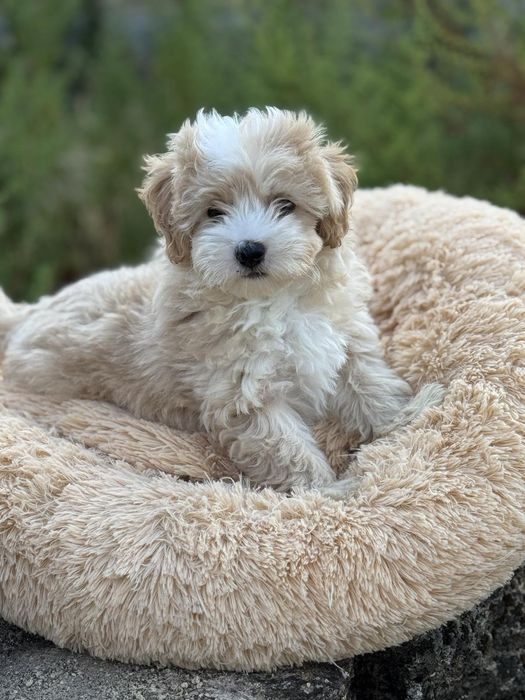 Самый прекрасный Мальтипу мини