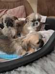 pieski Chihuahua shih tzu