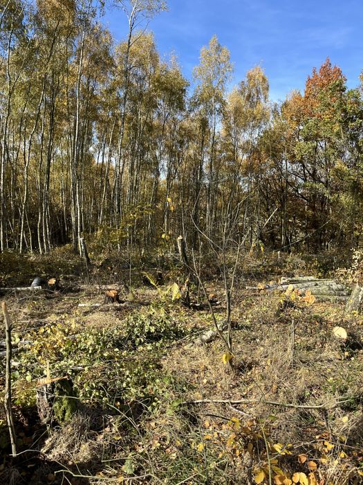 Drzewo drewno brzoza opał opałowe