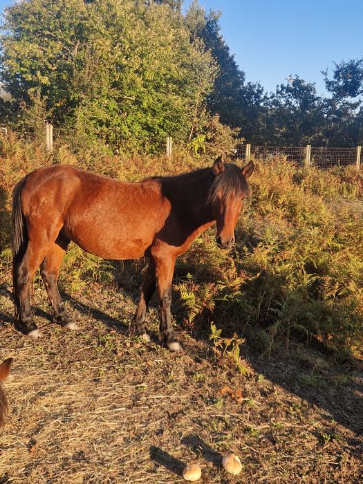 Vendo ou troco cavalo garrano