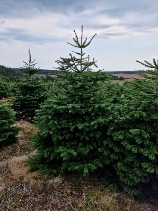 Jodła Kaukaska plantacja Dania
