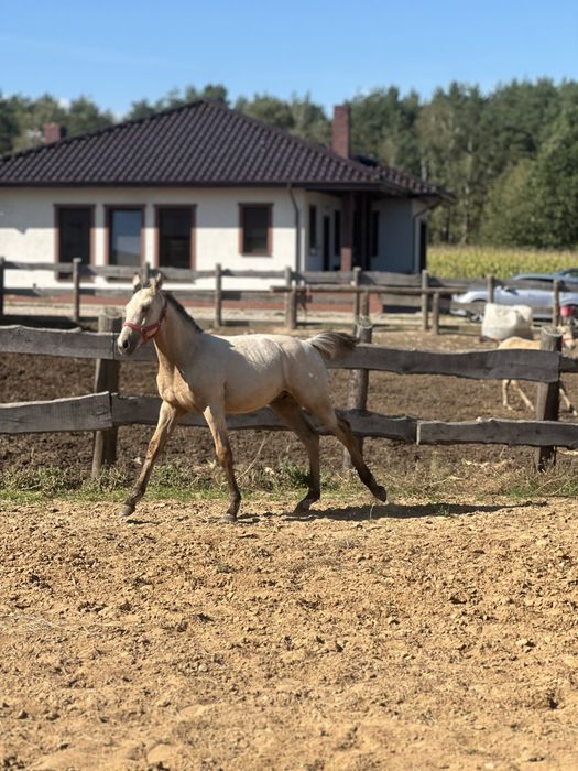Jeleni odsadek po Bandosie