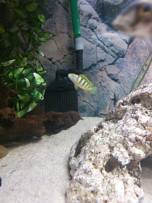 Labidochromis Permut młode