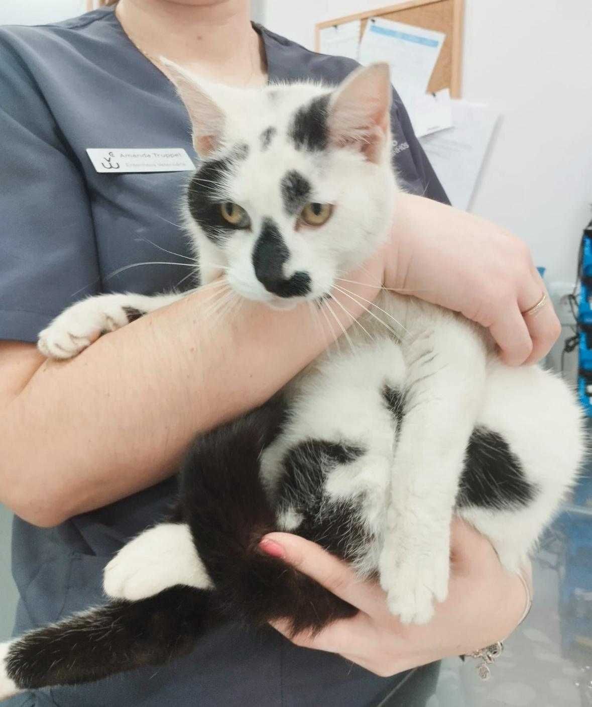 Gato para adoção responsável