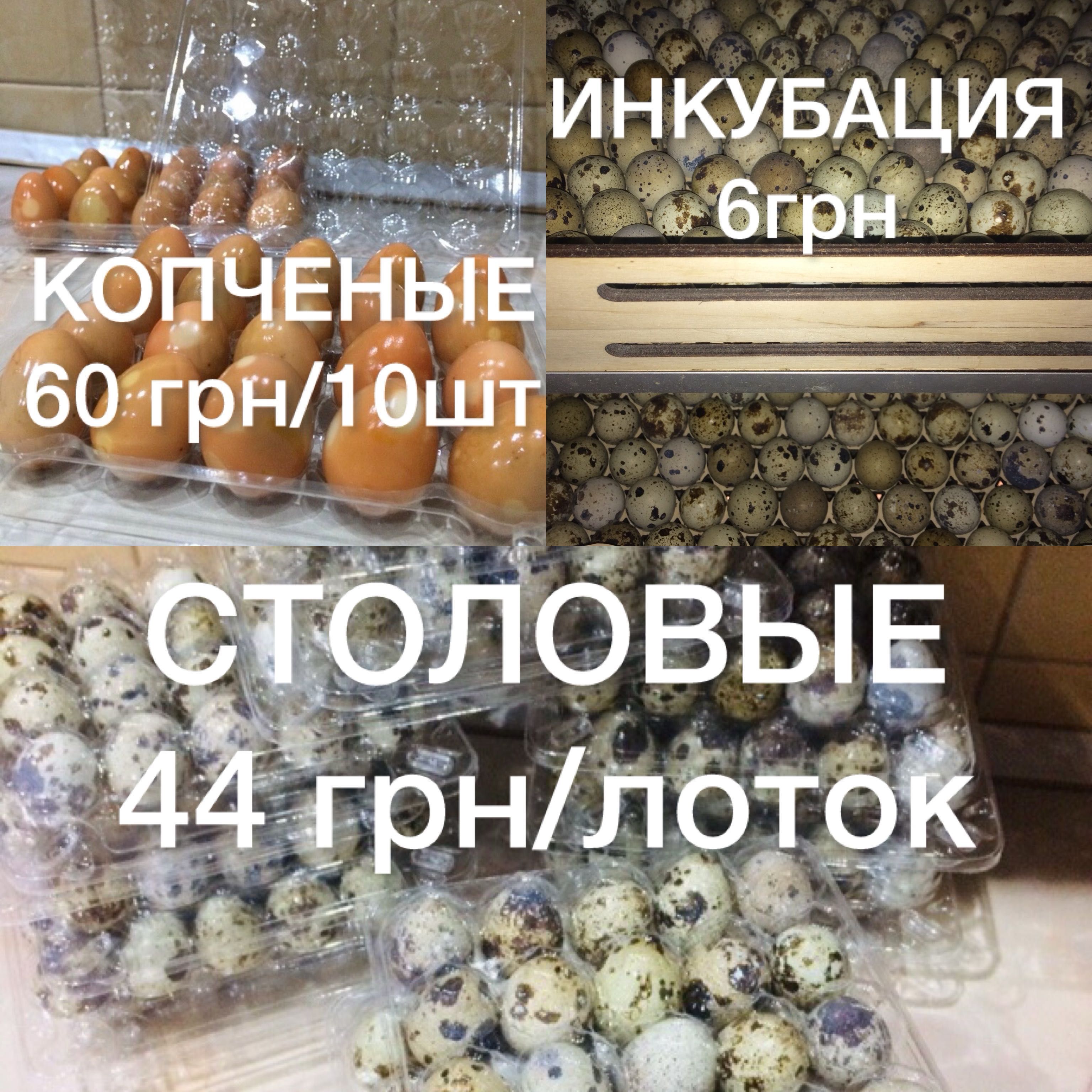 Яйца перепелиные