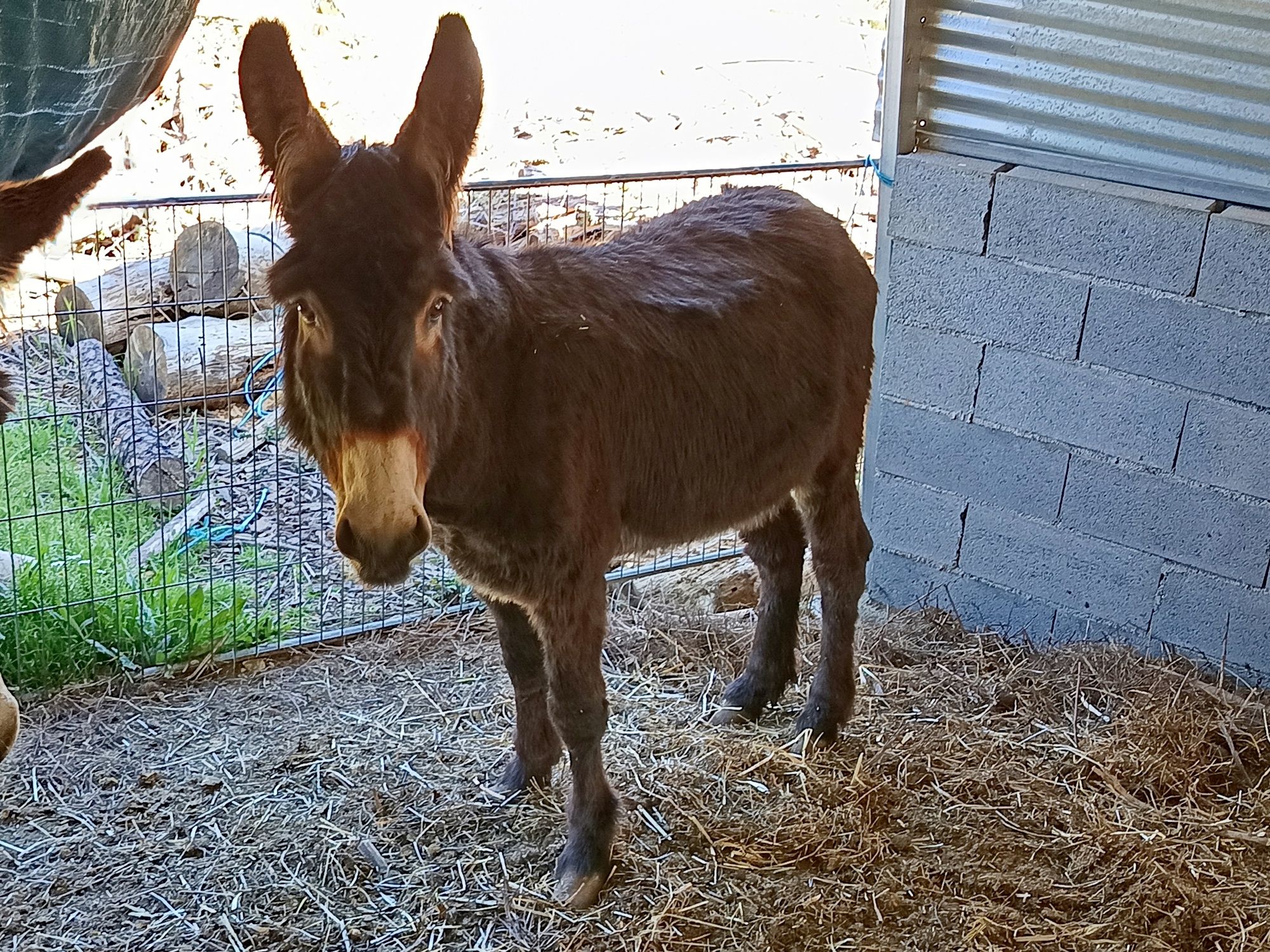 Burro Mirandês Inteiro