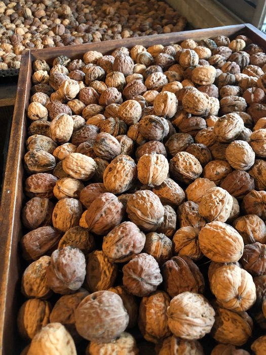 Nozes de Tras-os-Montes, agric. biológica