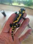 RARYTAS Salamandra algira tingitana CB24 7cm (Beni Arous, Maroko)