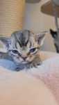 Devon rex kocurek REZERWACJA